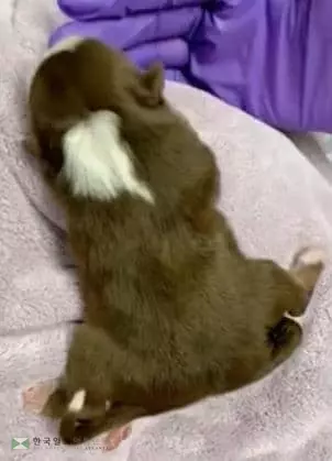 쌍둥이 되려다 한몸으로 태어난 다리 6개 강아지