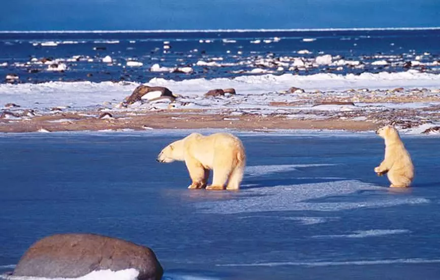 북극곰, 사냥 못해 하루 1Kg씩 살빠진다