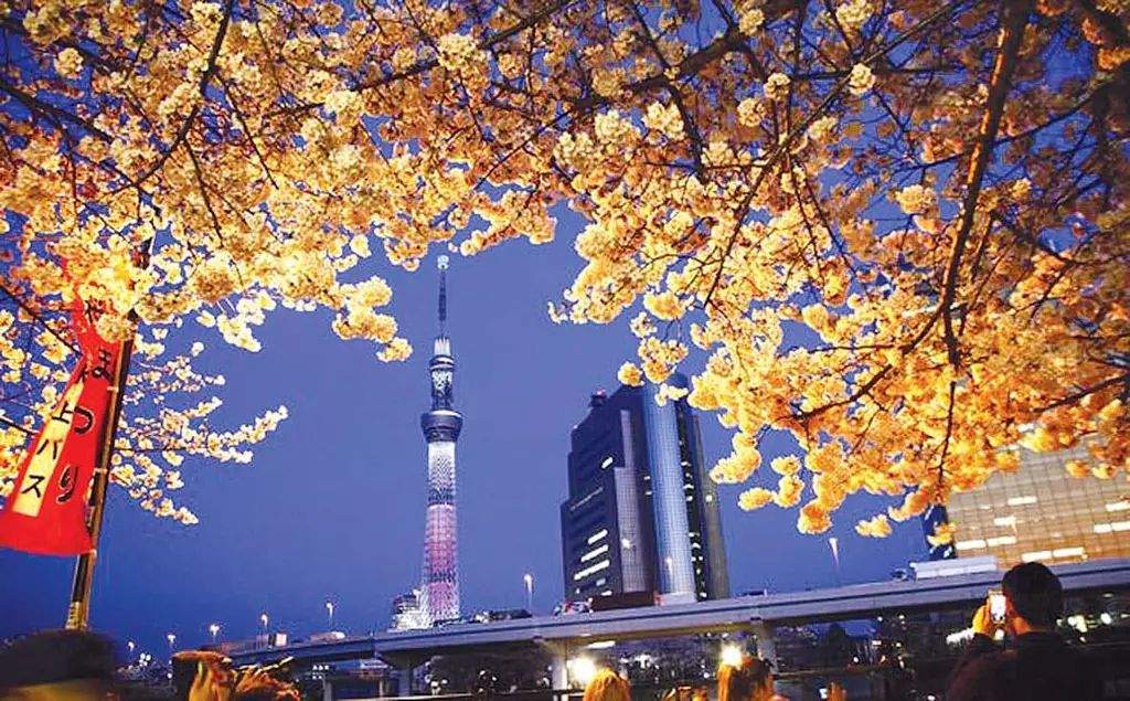 전통과 모던… 벚꽃 융단 도쿄 도심 100% 즐기기
