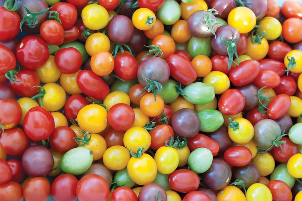 토마토는 작고 색이 진할수록 영양이 월등하대요