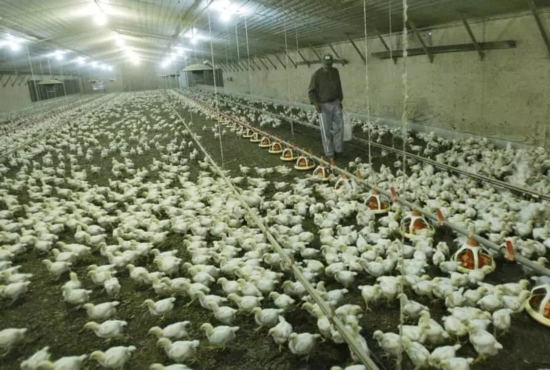 조지아 닭농장서 조류독감 발생