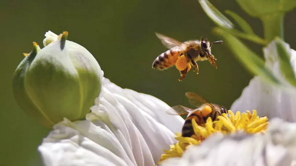 꿀Honey-수천년 이어져온 자연의 놀라운 선물