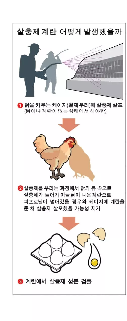 닭에 사용금지된‘피프로닐’성분 오염