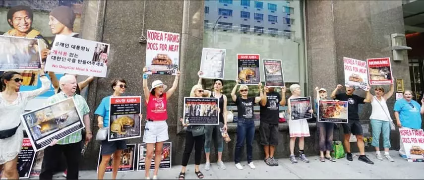<사진>뉴욕총영사관앞서 ‘말복 개고기 반대시위