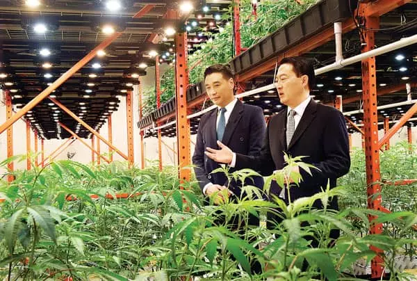 'LA 첫 마리화나 재배업체’는 한인 회사
