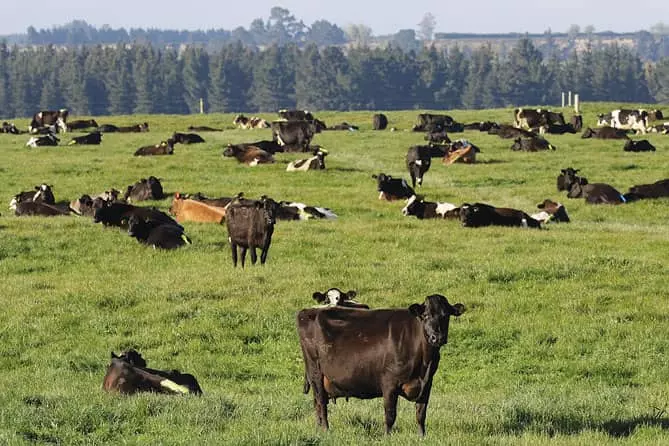 뉴질랜드의 소들, 심각한 환경오염 주범