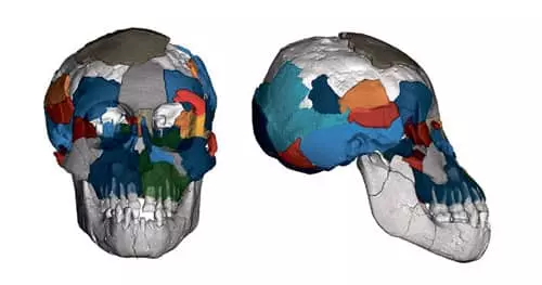 300만년 전 인류의 조상 두뇌 유인원과 흡사