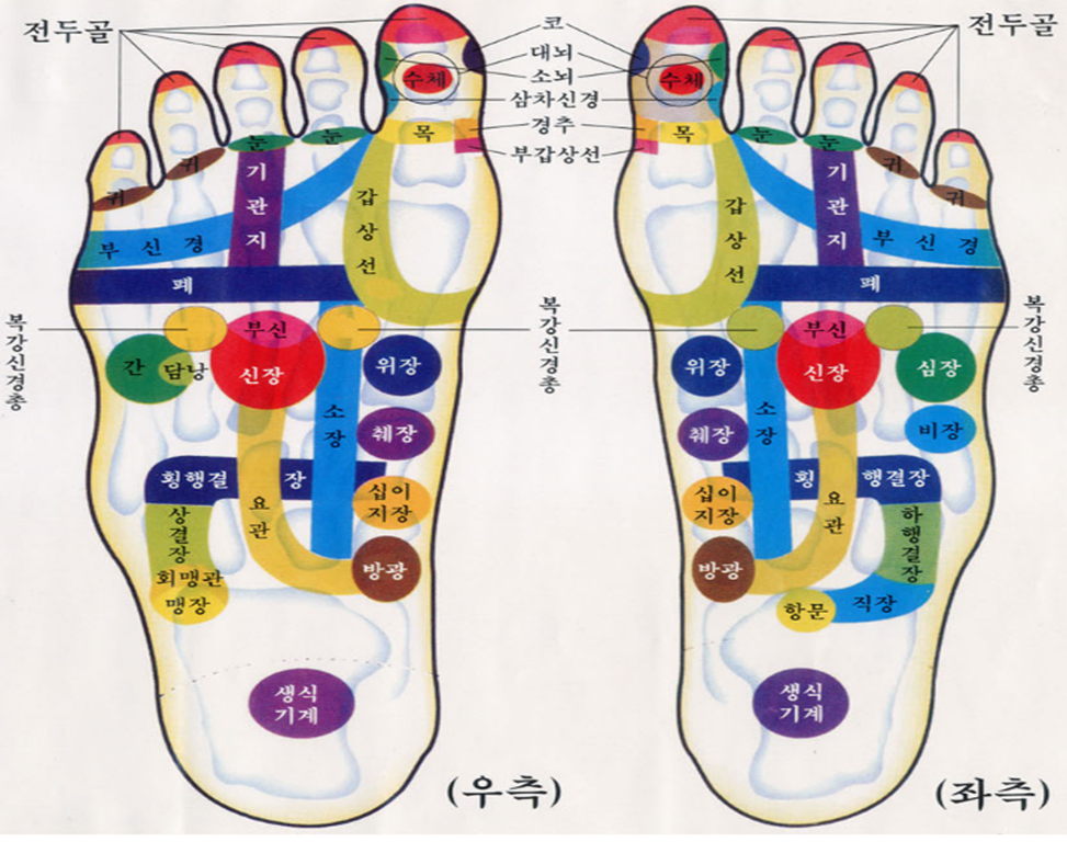 [ 전문가 칼럼 – 강지연의 100세 시대 ] 장수와 발 반사 건강법 2 - 한국일보 애틀랜타 - 미주 No.1 정상의 뉴스