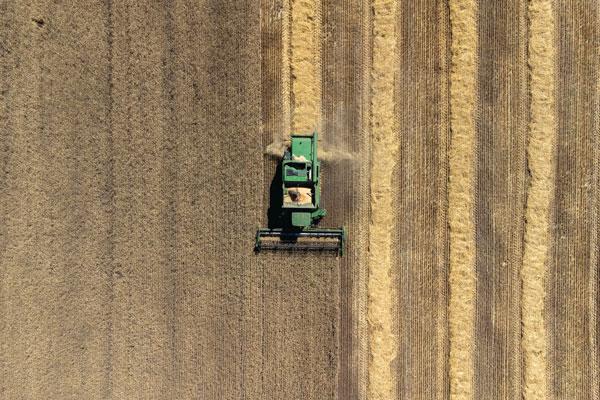  러시아의 공격이 계속되고 있는 가운데 지난달 31일 우크라이나 드리프로 지역의 밀 농장에서 트랙터로 곡물 수확 작업이 이뤄지고 있다. [로이터]
