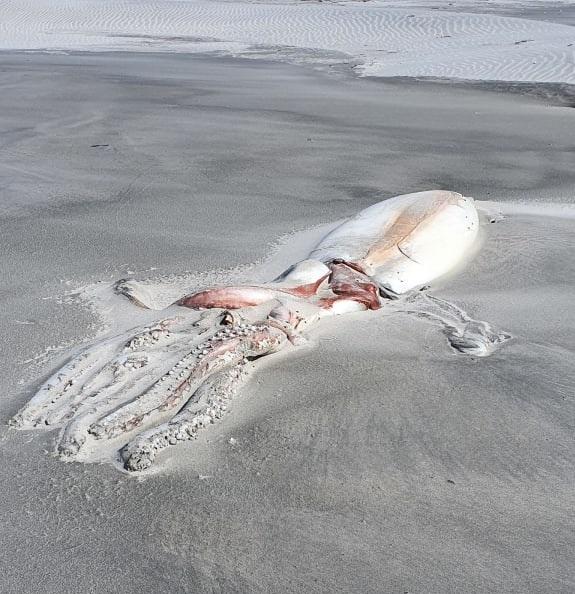 뉴질랜드 해변에서 발견된 대왕오징어[RNZ 사이트 캡처, 재판매 및 DB 금지]