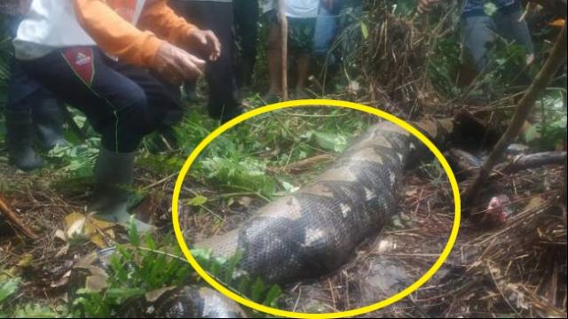 인도네시아 실종 여성, 7ｍ 비단뱀 뱃속서 발견…통째로 삼켰다