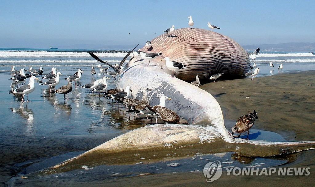 2009년 멕시코 엔세나다 해변에서 발견된 대왕고래 사체