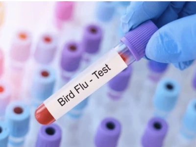 조지아 조류 독감 발생, 오리 3만 마리 안락사