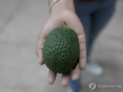 미국인 '아보카도 사랑'에…멕시코 숲이 죽어간다