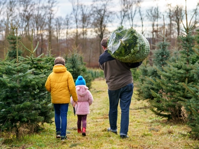 올해 크리스마스 트리 가격 ‘껑충’