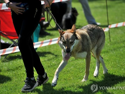 가정집서 키우던 '늑대개'에 물린 3개월 아기 숨져