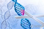 FDA, 첫 유전자가위 치료법 승인…겸상적혈구병 치료 길 열려