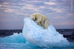 "표류하는 빙산 위 낮잠 자는 북극곰"…올해의 야생사진에