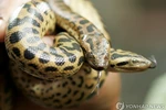 세계에서 가장 큰 뱀…신종 아나콘다, 아마존에서 발견