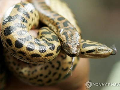 세계에서 가장 큰 뱀…신종 아나콘다, 아마존에서 발견