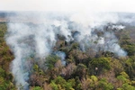 불타는 브라질의 울창한 열대우림