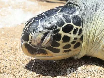 탄자니아에서 바다거북 고기 먹고 9명 사망·78명 입원