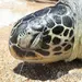 탄자니아에서 바다거북 고기 먹고 9명 사망·78명 입원