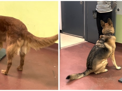 "개, 트라우마 스트레스 냄새도 맡는다…PTSD 안내견에 활용"