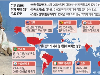 커피 재배지 2050년 반토막…일 ‘1등 쌀’은 생산급감