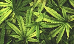 플로리다, 기분전환용 마리화나 주민투표한다