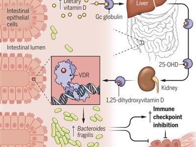 "비타민D, 장내 세균 조절 암 면역력 향상…생쥐실험서 확인"