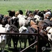 '조류인플루엔자 젖소 감염' 확산…당국, 가공 쇠고기 조사