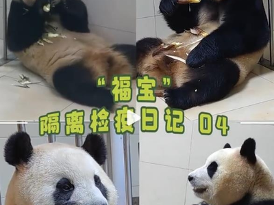 푸바오 격리생활 조만간 종료…중 판다센터 "곧 대중과 만날 것"