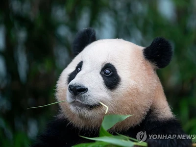 CCTV "판다 푸바오 6월 대중과 만날 것…적응 상태 양호"