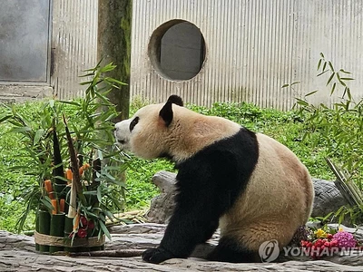 "푸바오야, 잘 지냈니"…중국 도착 70일만에 대중에 공개