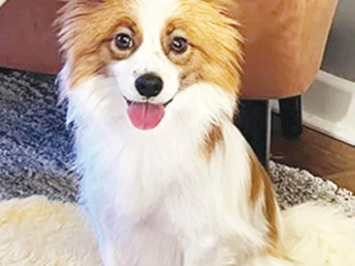 [이런 일도] 한국서 입양된 떠돌이 강아지 가출했다 6개월만에 주인 재회