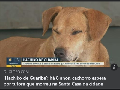 "돌려보내도 또 와"…주인숨진 병원서 8년째 사는 브라질 반려견