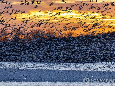 동물접촉 확인 안된 조류인플루엔자 인체감염 첫 보고