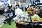 “출산율 꼴찌 한국… 유모차 대신 ‘개모차’ 끈다”