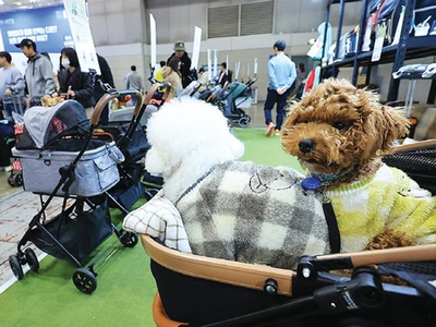 “출산율 꼴찌 한국… 유모차 대신 ‘개모차’ 끈다”