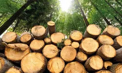 조지아 파워, 나무 태워 전기 만든다