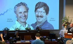 노벨 생리의학상에 '유전자조절 원리' 밝혀낸 미 생물학자 듀오