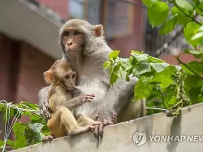 동물실험 피해 달아났나…미국서 연구소 원숭이 43마리 집단탈출