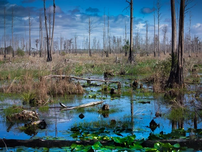 오케페노키 늪지 보호 연방정부가 나섰다