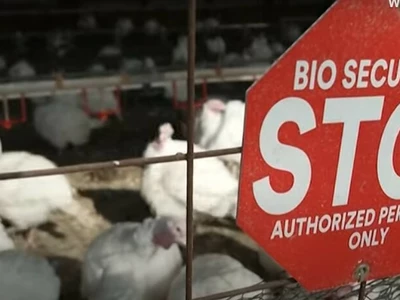 애틀랜타서도 조류독감 감염 발생