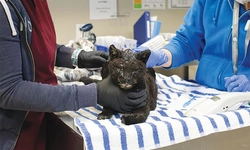 LA산불로 동물들 피해… 구조 위해 나선 사람들