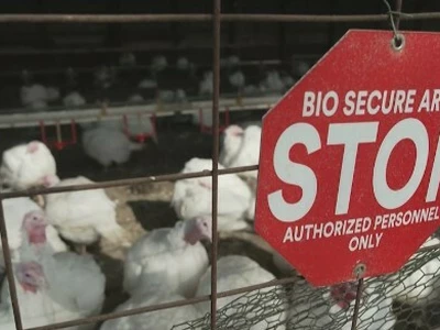 조지아서 또 조류독감···계란 안전성 논란도
