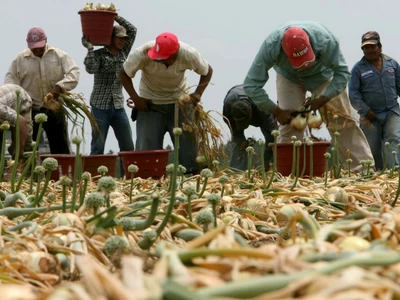 조지아 식당∙건설∙농업, 이민단속 직격탄