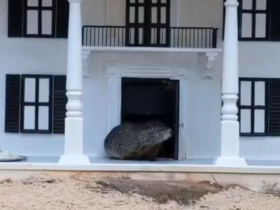 올 겨울 6주 더∙∙∙그라운드 호그 데이