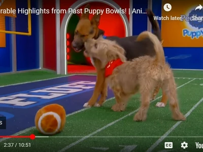 댕댕이들의 슈퍼볼 ‘2025 퍼피볼’